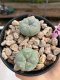 Lophophora Williamsii 4-5 cm 8 years old grow from seed ownroot flower seedling