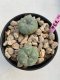 Lophophora Williamsii 4-5 cm 8 years old grow from seed ownroot flower seedling