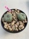 Lophophora Williamsii 4-5 cm 8 years old grow from seed ownroot flower seedling