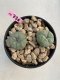 Lophophora Williamsii 4-5 cm 8 years old grow from seed ownroot flower seedling