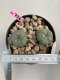 Lophophora Williamsii 4-5 cm 8 years old grow from seed ownroot flower seedling