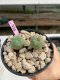 Lophophora Williamsii 4-5 cm 8 years old grow from seed ownroot flower seedling