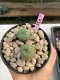 Lophophora Williamsii 4-5 cm 8 years old grow from seed ownroot flower seedling