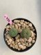 Lophophora Williamsii 4-5 cm 8 years old grow from seed ownroot flower seedling