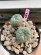 Lophophora Williamsii 4-5 cm 8 years old grow from seed ownroot flower seedling