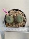 Lophophora Williamsii 4-5 cm 8 years old grow from seed ownroot flower seedling