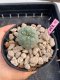 Lophophora Williamsii 4-5 cm 8 years old grow from seed ownroot flower seedling