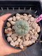 Lophophora Williamsii 4-5 cm 8 years old grow from seed ownroot flower seedling