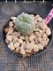 Lophophora Williamsii 4-5 cm 8 years old grow from seed ownroot flower seedling