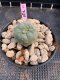 Lophophora Williamsii 4-5 cm 8 years old grow from seed ownroot flower seedling