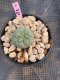 Lophophora Williamsii 4-5 cm 8 years old grow from seed ownroot flower seedling