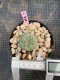 Lophophora Williamsii 4-5 cm 8 years old grow from seed ownroot flower seedling