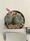 Lophophora williamsii 5 cm 8 years old grow from seed ownroot from Japan