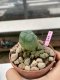 Lophophora Williamsii 4-5 cm 8 years old grow from seed ownroot flower seedling