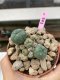 Lophophora Williamsii 4-5 cm 8 years old grow from seed ownroot flower seedling