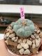 Lophophora Williamsii 4-5 cm 8 years old grow from seed ownroot flower seedling