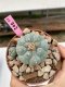 Lophophora Williamsii 4-5 cm 8 years old grow from seed ownroot flower seedling