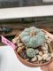 Lophophora Williamsii 4-5 cm 8 years old grow from seed ownroot flower seedling