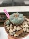 Lophophora Williamsii 4-5 cm 8 years old grow from seed ownroot flower seedling