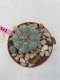 Lophophora Williamsii 4-5 cm 8 years old grow from seed ownroot flower seedling