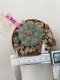 Lophophora Williamsii 4-5 cm 8 years old grow from seed ownroot flower seedling