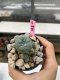 Lophophora Williamsii 4-5 cm 8 years old grow from seed ownroot flower seedling