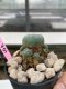 Lophophora Williamsii 4-5 cm 8 years old grow from seed ownroot flower seedling