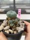 Lophophora Williamsii 4-5 cm 8 years old grow from seed ownroot flower seedling