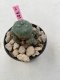 Lophophora Williamsii 4-5 cm 8 years old grow from seed ownroot flower seedling