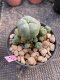 Lophophora Williamsii 4-5 cm 8 years old grow from seed ownroot flower seedling