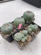 Lophophora Williamsii 3.5-5 cm 7 years old ownroot from seed flowering