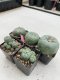 Lophophora Williamsii 3.5-5 cm 7 years old ownroot from seed flowering