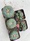 Lophophora Williamsii 3.5-5 cm 7 years old ownroot from seed flowering