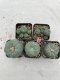 Lophophora Williamsii 3.5-5 cm 7 years old ownroot from seed flowering