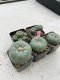 Lophophora Williamsii 3.5-5 cm 7 years old ownroot from seed flowering