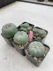 Lophophora Williamsii 3.5-5 cm 7 years old ownroot from seed flowering