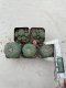 Lophophora Williamsii 3.5-5 cm 7 years old ownroot from seed flowering