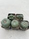 Lophophora Williamsii 3.5-5 cm 7 years old ownroot from seed flowering