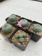 Lophophora Williamsii 3.5-5 cm 7 years old ownroot from seed flowering