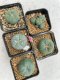 Lophophora Williamsii 3.5-5 cm 7 years old ownroot from seed flowering