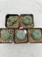 Lophophora Williamsii 3.5-5 cm 7 years old ownroot from seed flowering