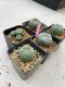 Lophophora Williamsii 3.5-5 cm 7 years old ownroot from seed flowering