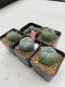 Lophophora Williamsii 3.5-5 cm 7 years old ownroot from seed flowering