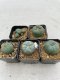 Lophophora Williamsii 3.5-5 cm 7 years old ownroot from seed flowering