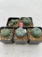 Lophophora Williamsii 3.5-5 cm 7 years old ownroot from seed flowering