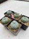 Lophophora Williamsii 3.5-5 cm 7 years old ownroot from seed flowering