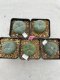 Lophophora Williamsii 3.5-5 cm 7 years old ownroot from seed flowering