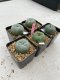 Lophophora Williamsii 3.5-5 cm 7 years old ownroot from seed flowering