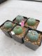 Lophophora Williamsii 3.5-5 cm 7 years old ownroot from seed flowering