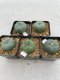 Lophophora Williamsii 3.5-5 cm 7 years old ownroot from seed flowering